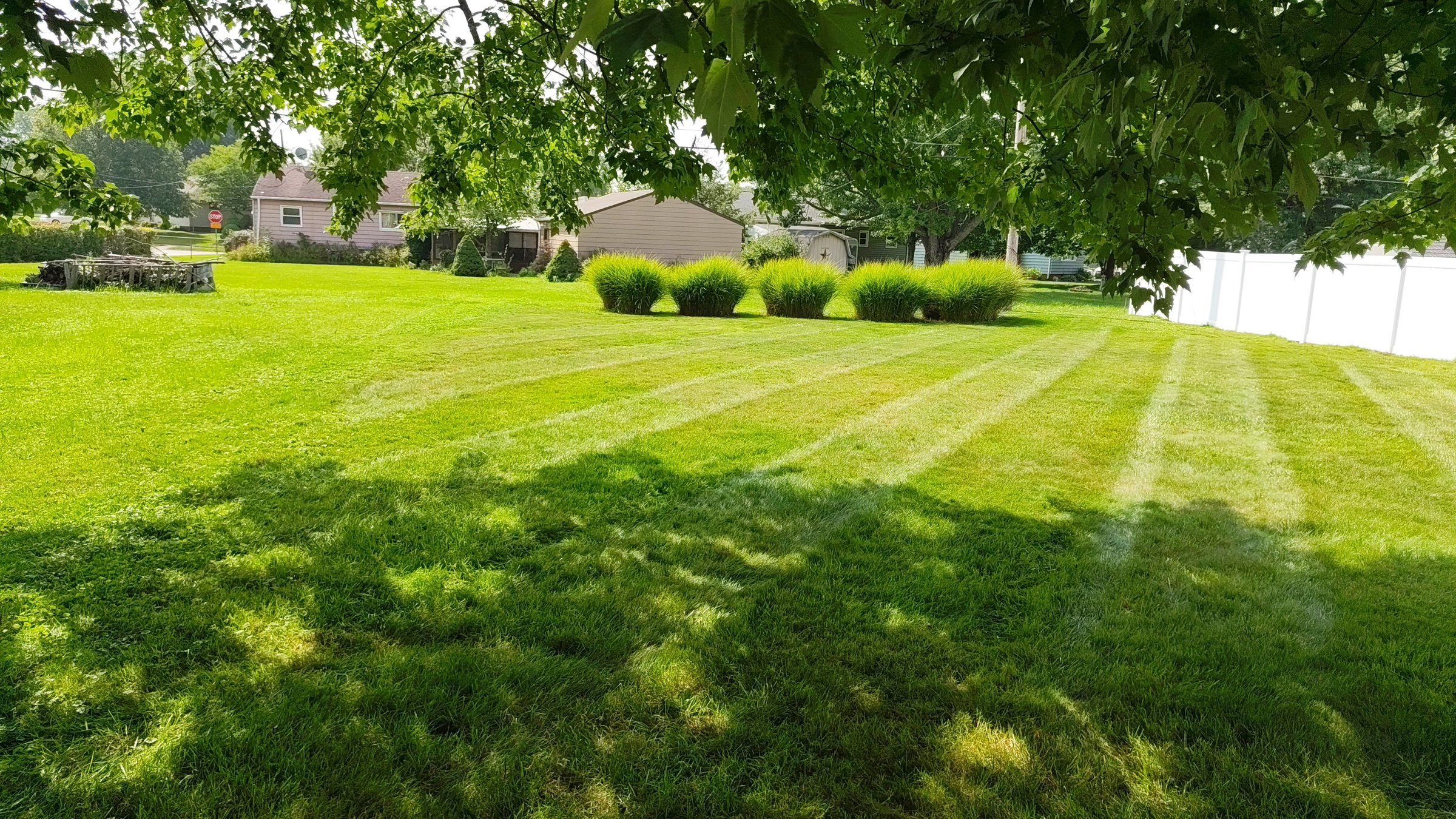 Mowed lawn with a trimmed row of ornamental grasses